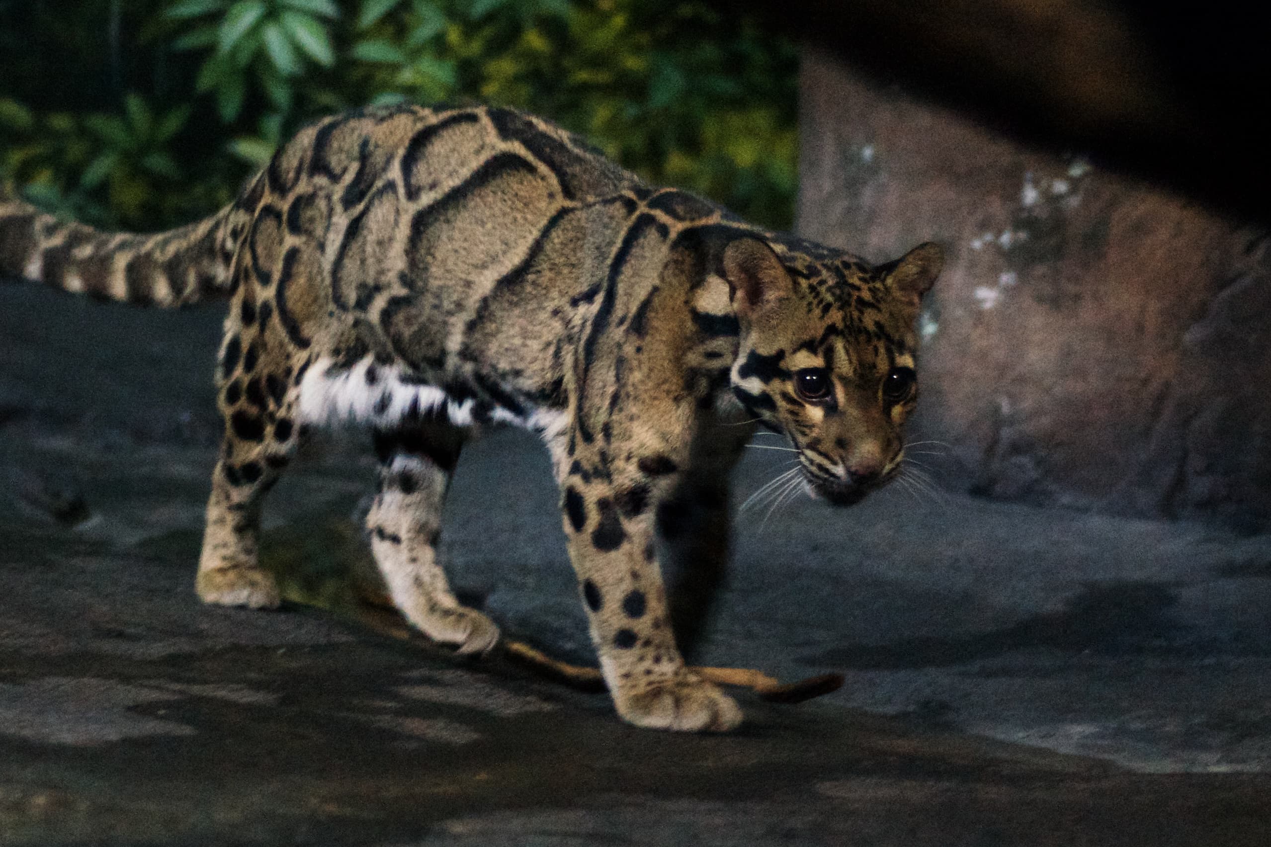 La Pantera Nebulosa: el felino fantasma de Asia